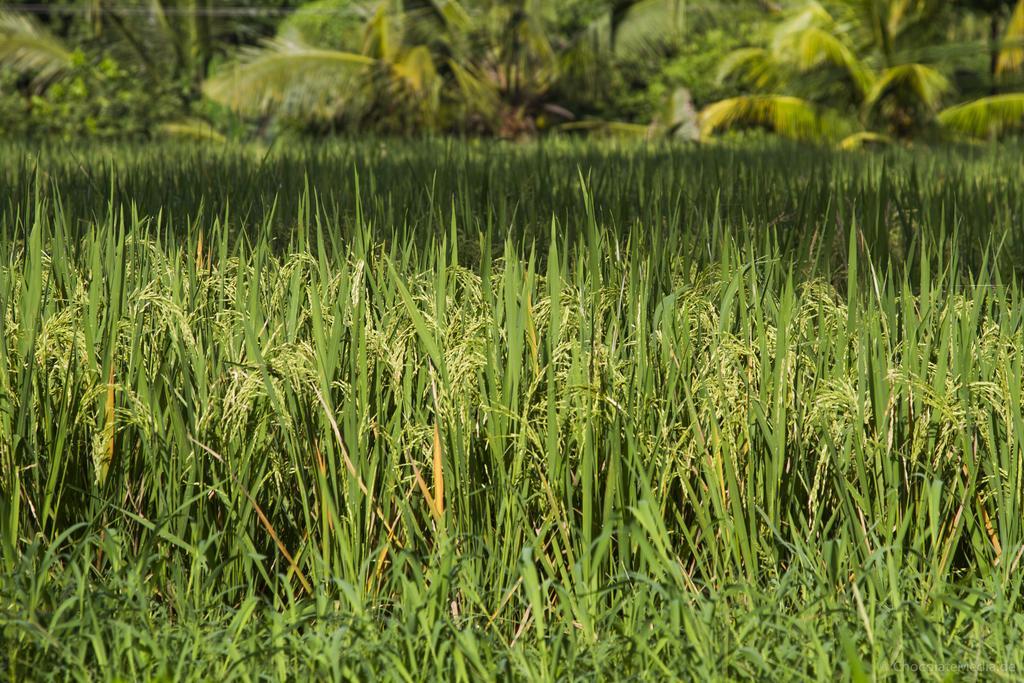 Apartament Tri Upasedana House Ubud At Desa Wisata Kenderan Zewnętrze zdjęcie